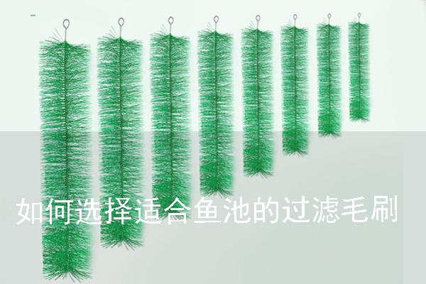 如何選擇適合魚池的過濾毛刷 如何選擇適合魚池的過濾毛刷